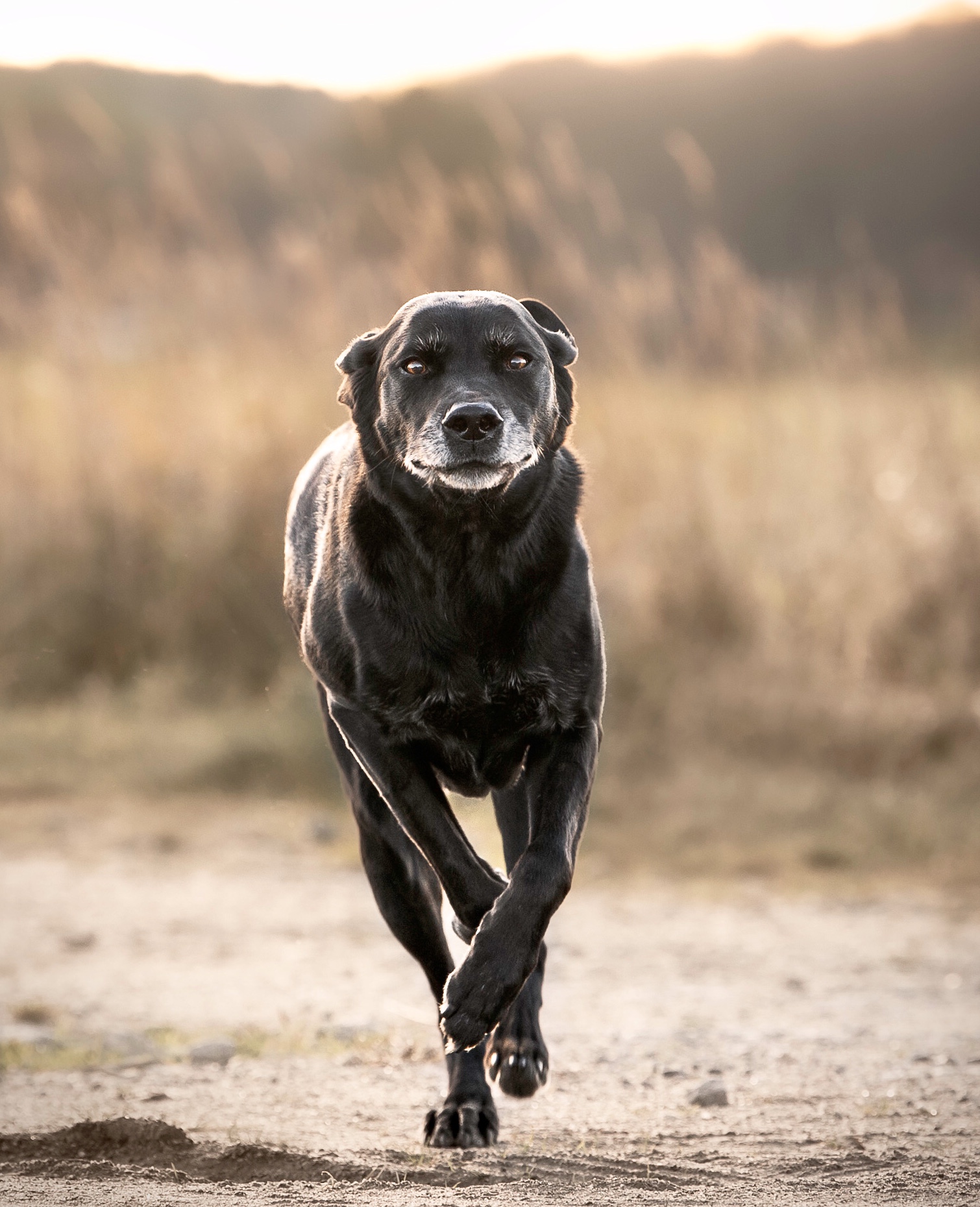 Friskvård av egen hund